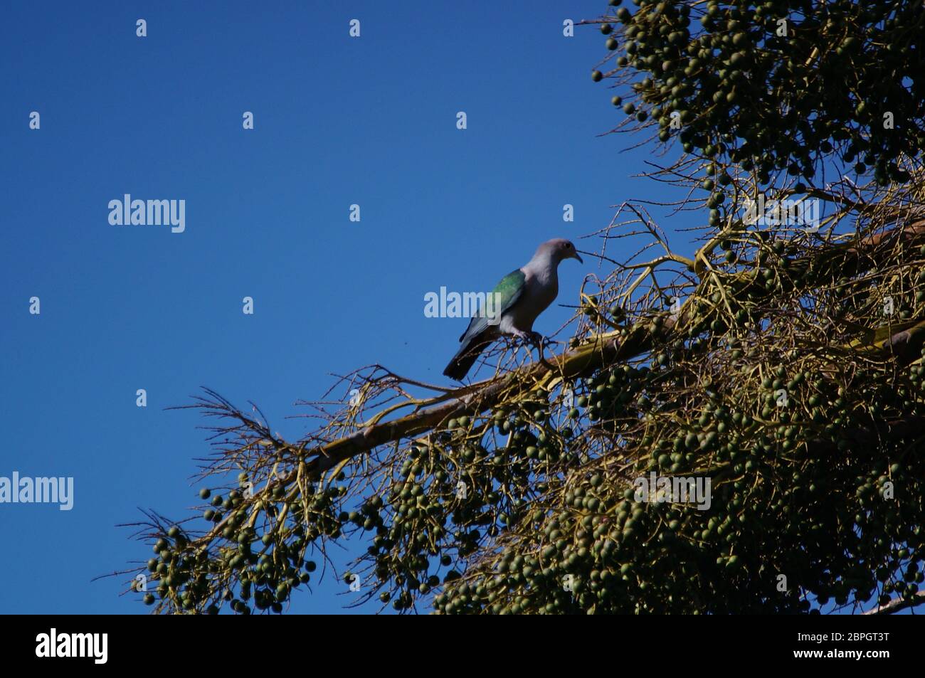 The green imperial dove (Ducula aenea) is a large forest pigeon perching on the branches of the palm tree. Stock Photo