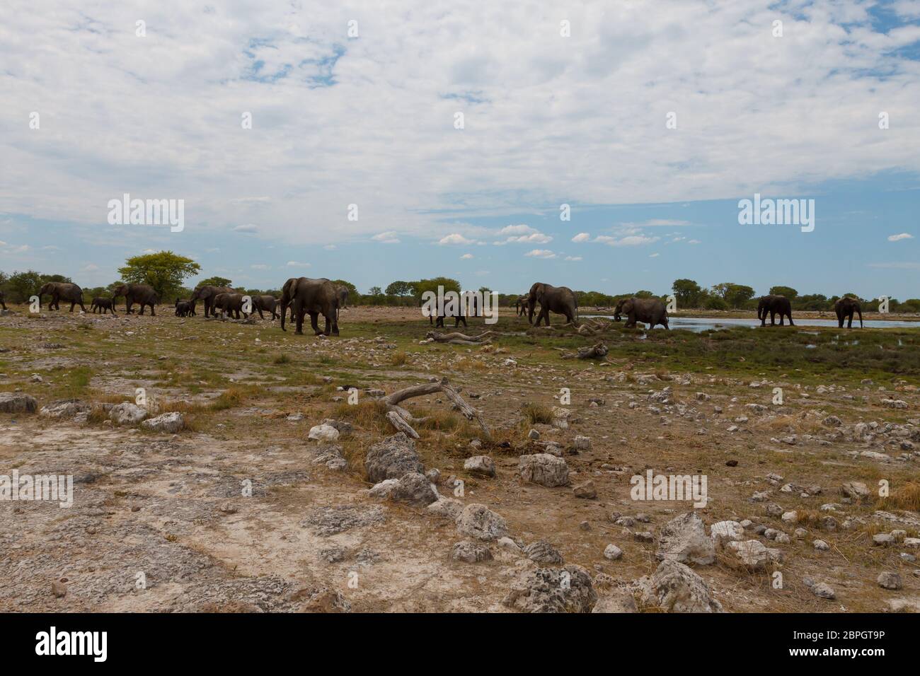 Herd of elephants from Etosha National Park, Namibia Stock Photo