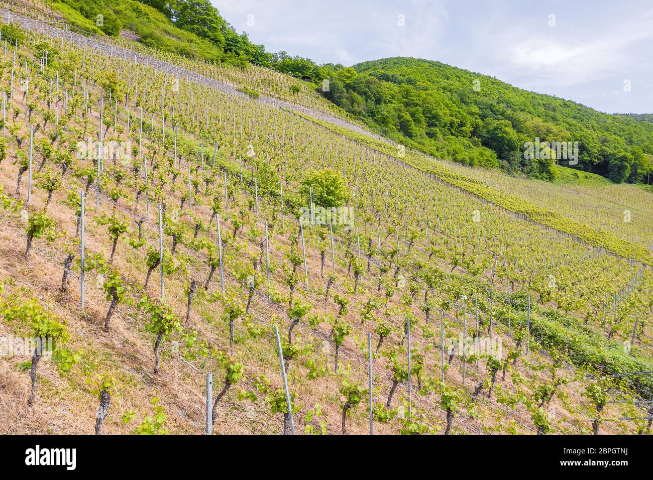 Whine plants hi-res stock photography and images - Alamy