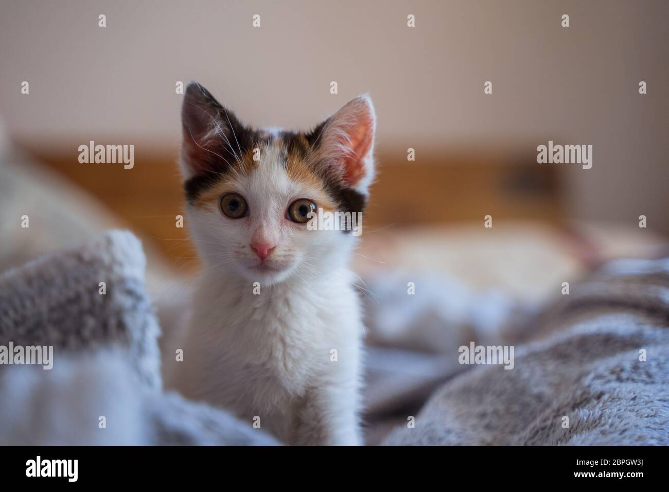 Young, few weeks old tricolor cute kitten. Female cat with white, brown