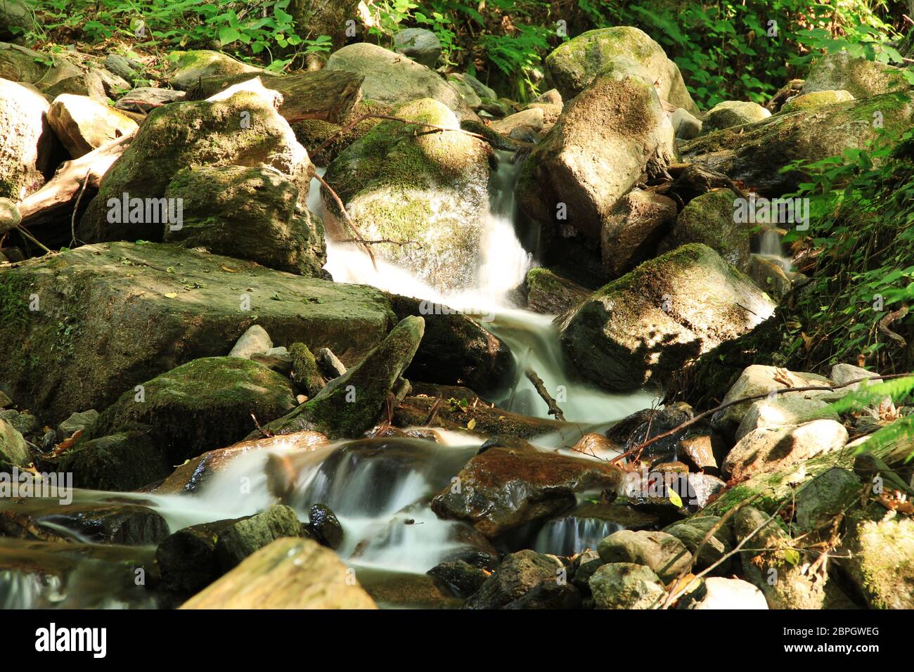 Forest stream focus in background hi-res stock photography and images ...