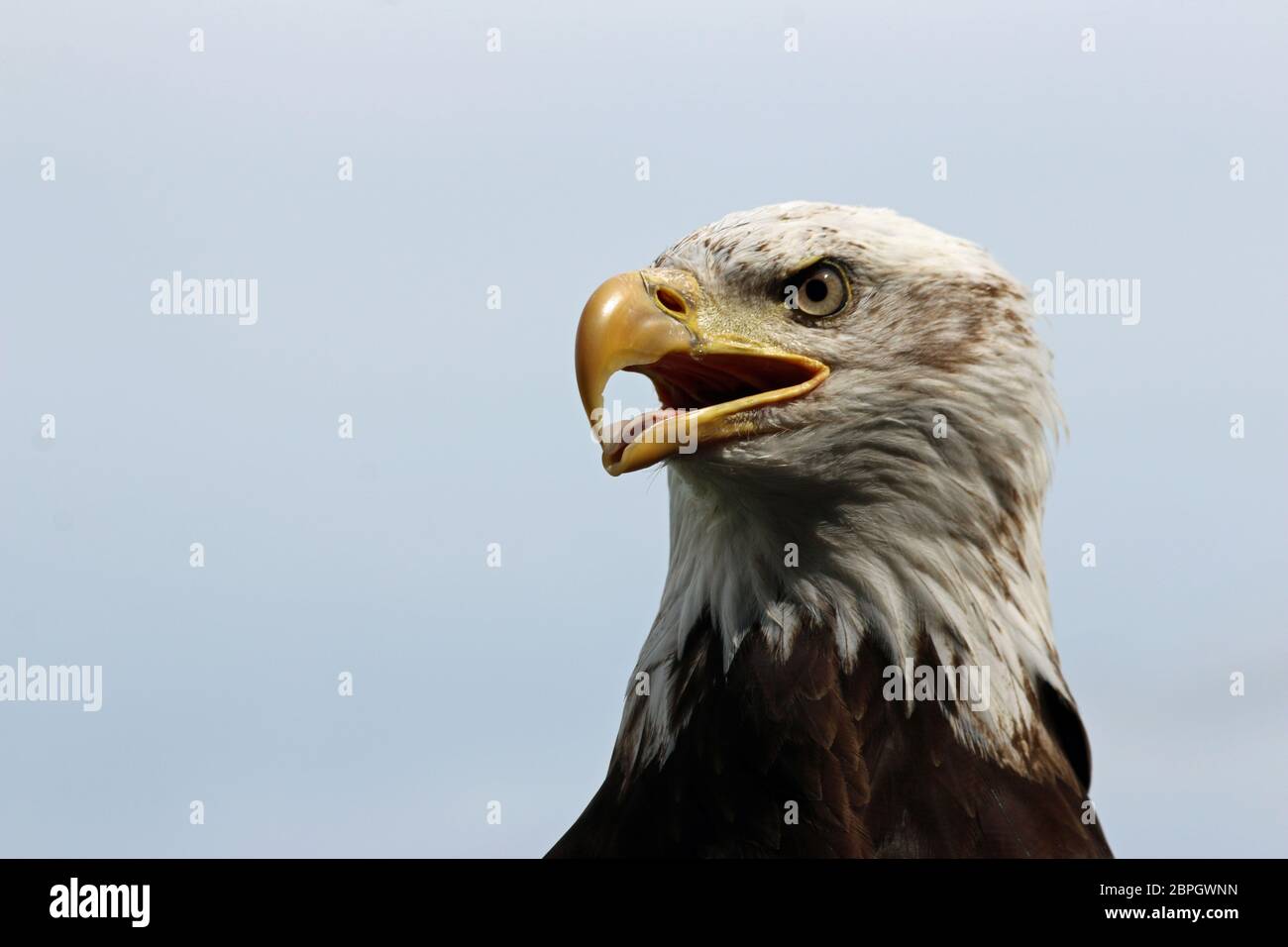 Head and shoulders of a sub-adult American bald eagle (Haliaeetus leucocephalus) facing left with a blue grey sky background. Stock Photo