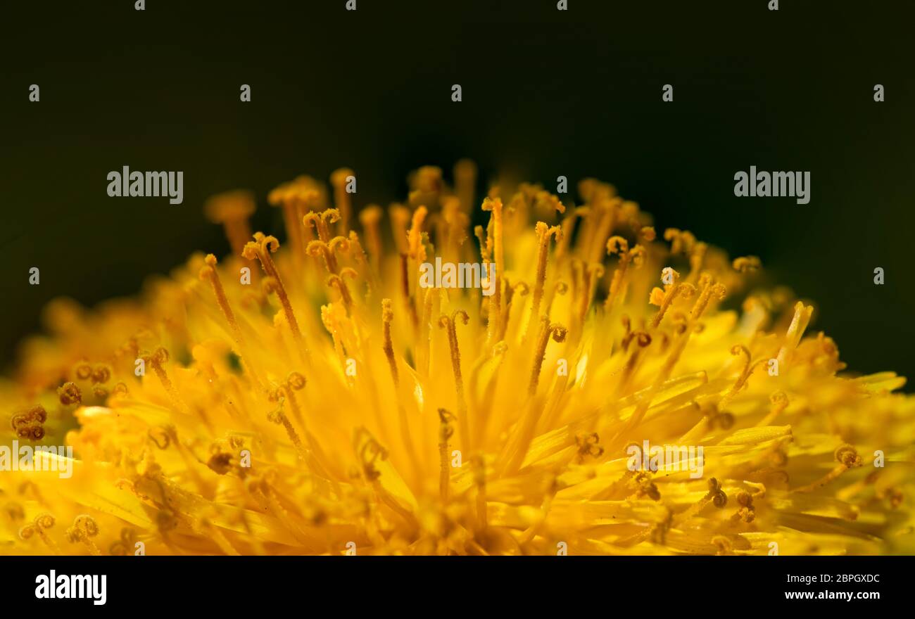 yellow dandelion on blurry green background Stock Photo