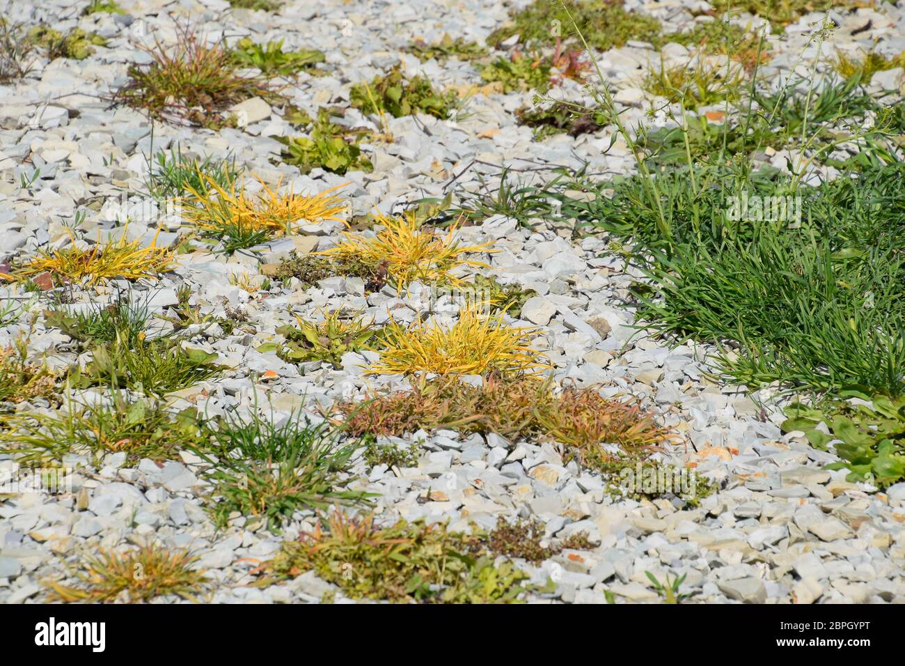 Glyphosate treated grass. Destruction of vegetation on soil sprinkled with crushed stone. The effect of glyphosate on plants. Stock Photo