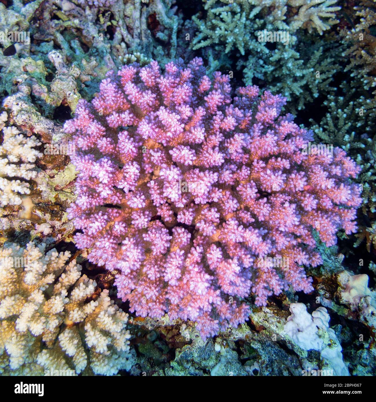 Colorful coral reef at the bottom of tropical sea, pink hard coral acropora, underwater landscape Stock Photo