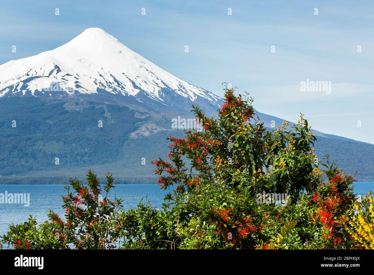 Snow capped Osorno Volcano seen across Lago Llanquihue lake in the Los Lagos region, Chile, with a flowering chilean firebush (embothrium coccineum) Stock Photo