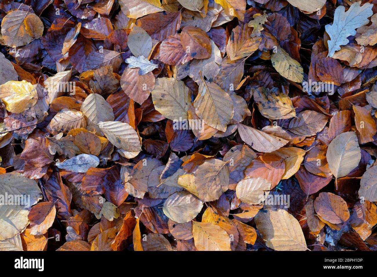 Feuchtes Herbstlaub als Textur oder Hintergrund Stock Photo