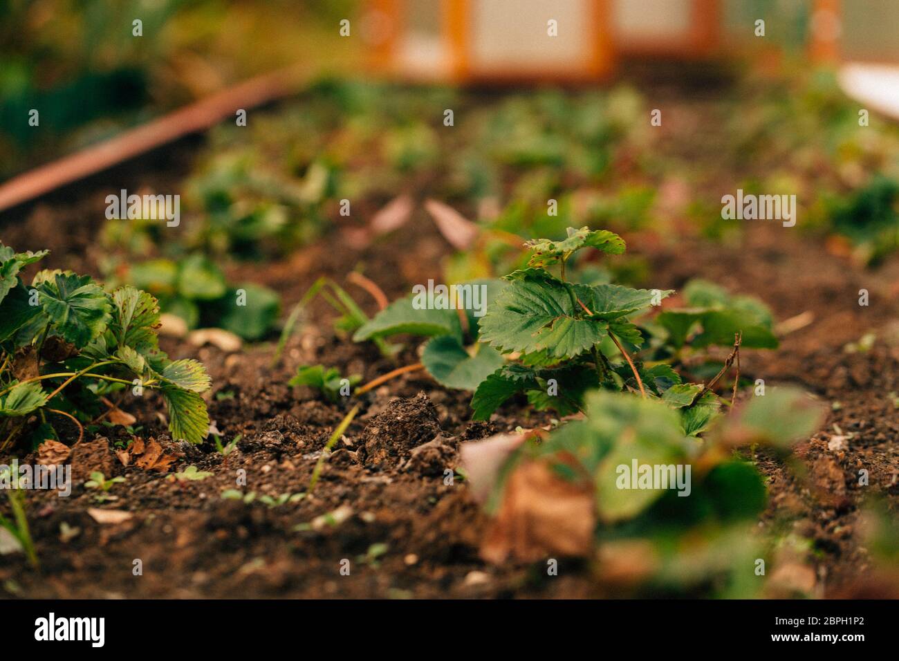 Strawberry bush growing on a garden bed Stock Photo - Alamy