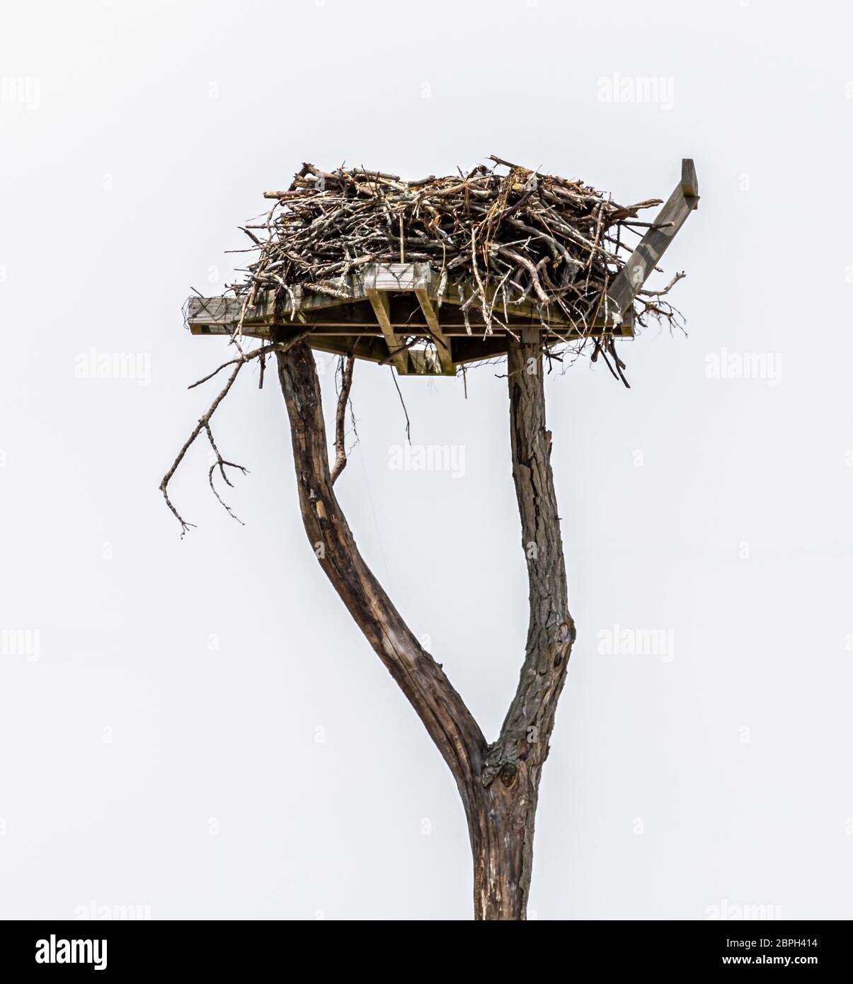 Osprey nest on a platform against a white background, Shelter Island, NY Stock Photo