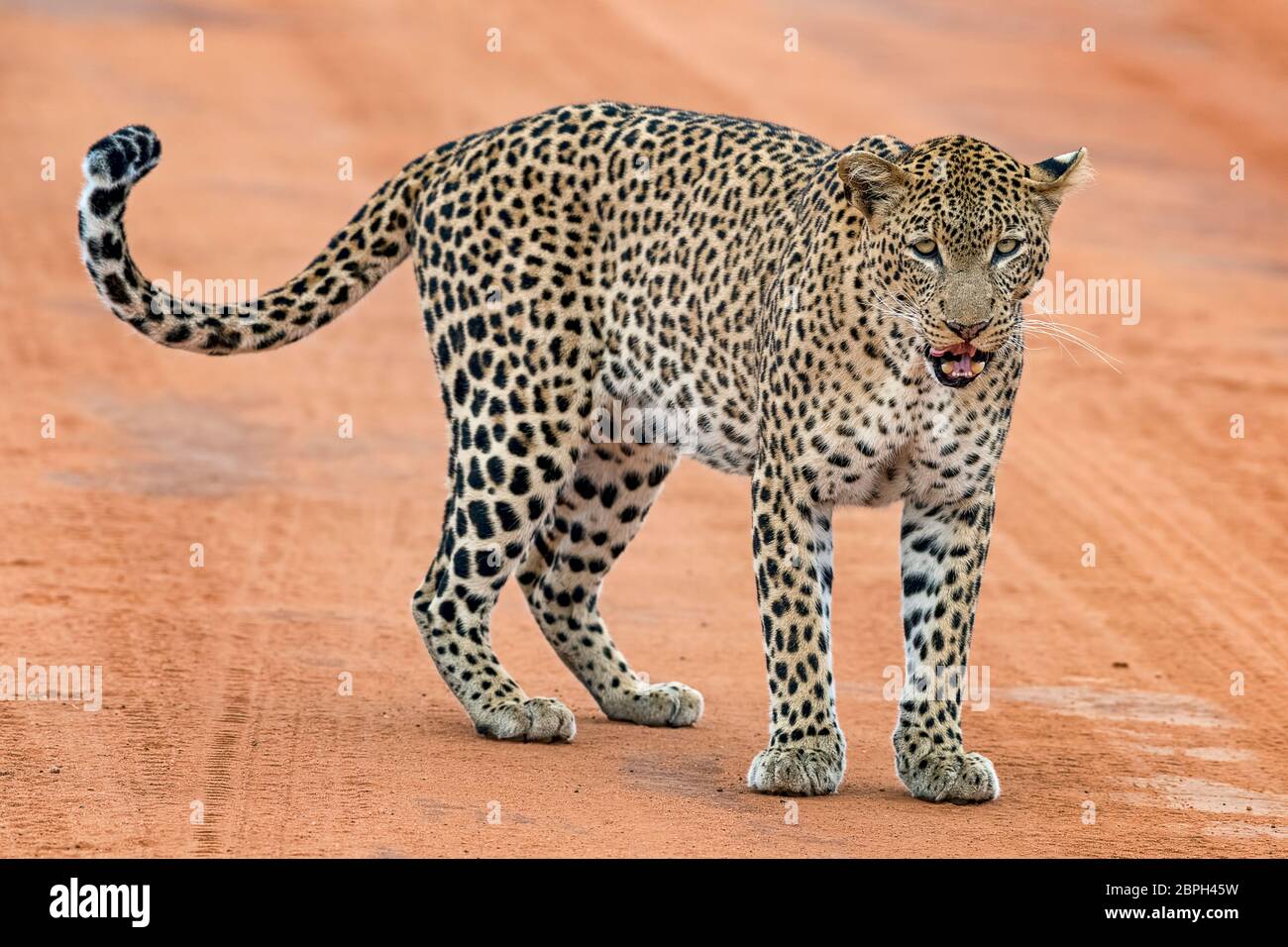 Leopard Panthera Pardus Tsavo West Nationalpark Kenia Ostafrika Stock Photo Alamy