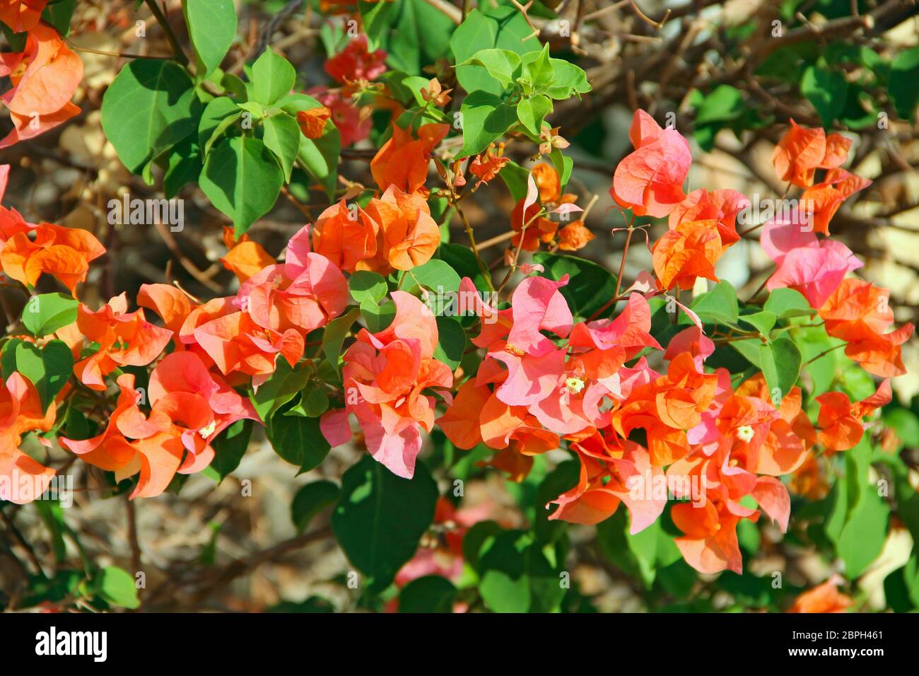 Bougainvillea flowers with green leaves. Lilac bougainvillea flowers
