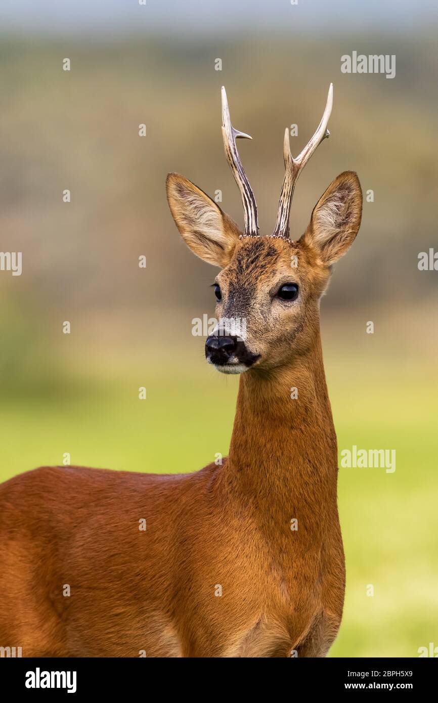 Portrait of a roe deer, capreolus capreolus, buck in summer with clear blurred background. Detail of rebuck head. Clouse-up of wild animal in natural Stock Photo