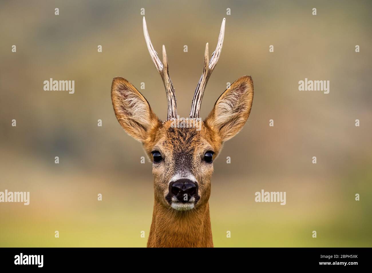 Portrait of a roe deer, capreolus capreolus, buck in summer with clear blurred background. Detail of rebuck head. Clouse-up of wild animal in natural Stock Photo