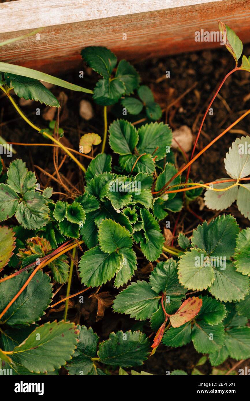 Strawberry bush growing on a garden bed Stock Photo - Alamy