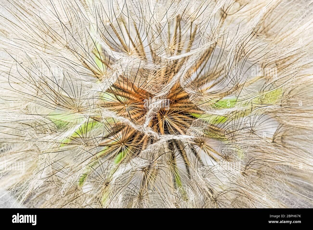 Macro view of a tragopogon seed head. Stock Photo