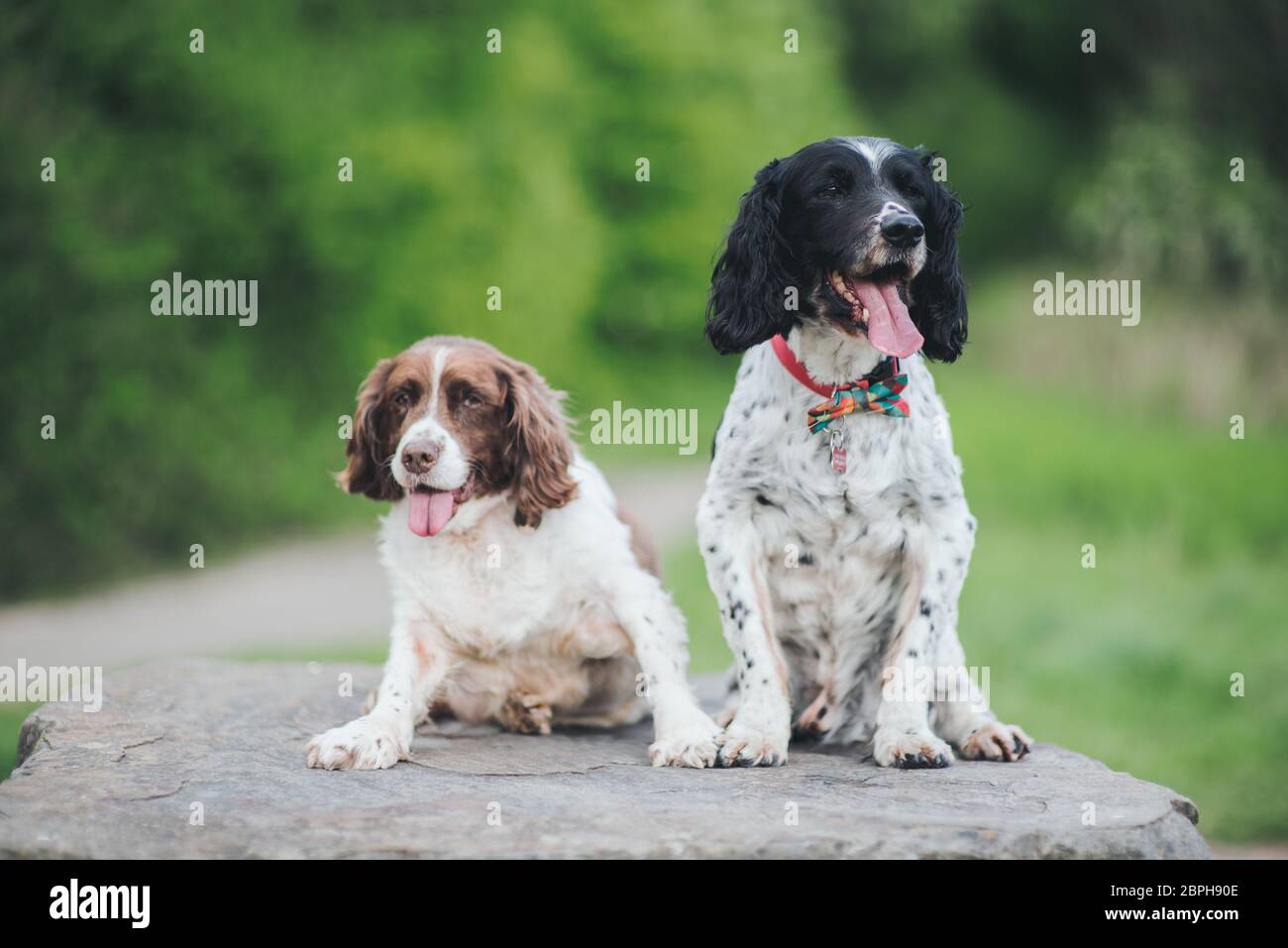 An old elderly English Springer Spaniel dog at 14 years age, Happy and enjoying life. Stock Photo