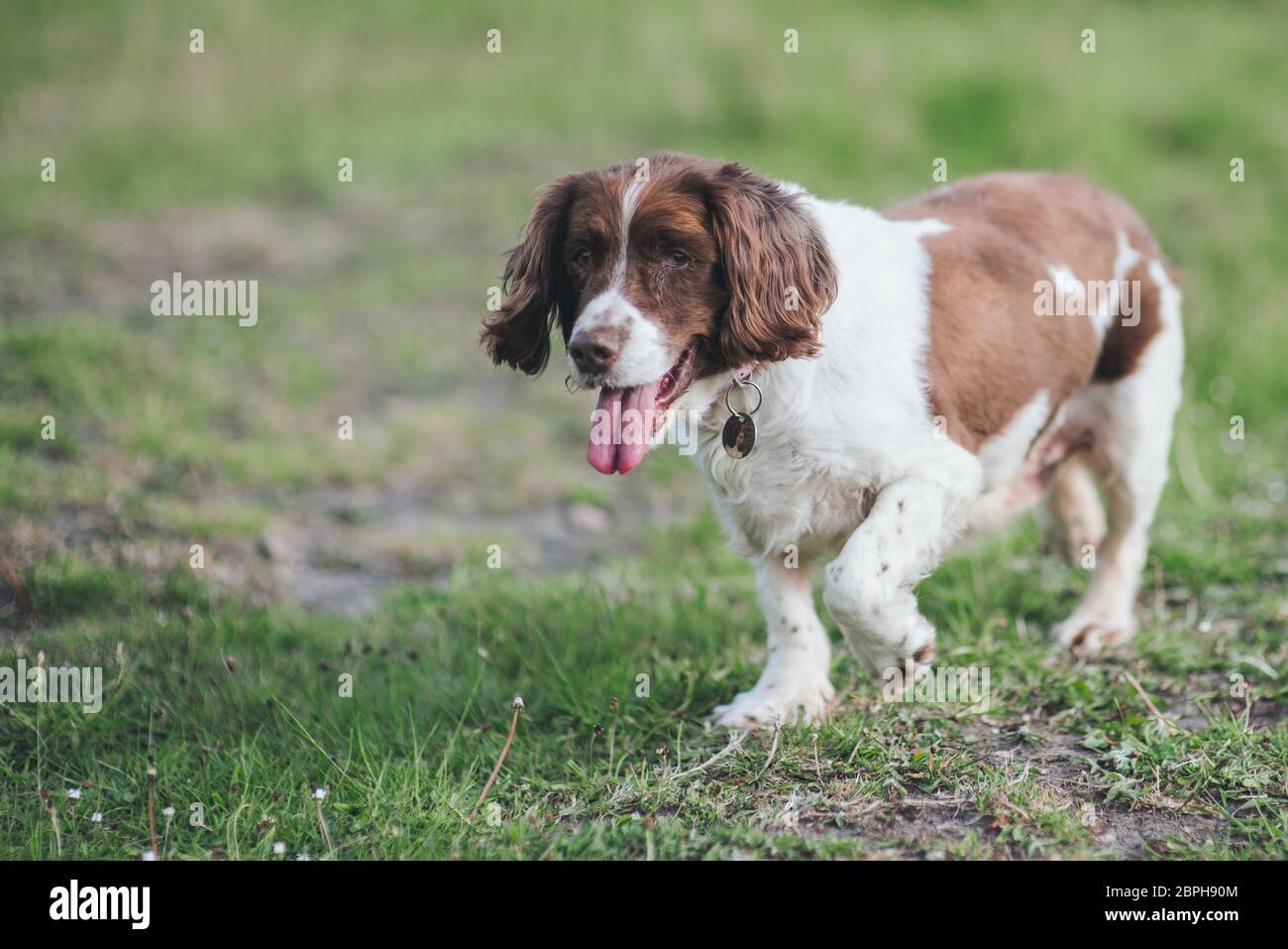 An old elderly English Springer Spaniel dog at 14 years age, Happy and enjoying life. Stock Photo