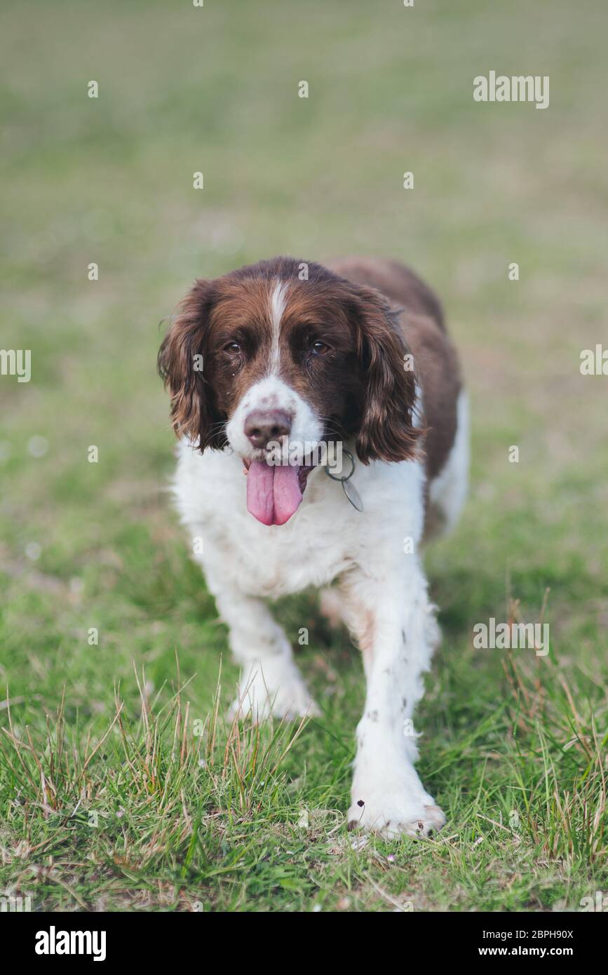 older springer spaniels for sale