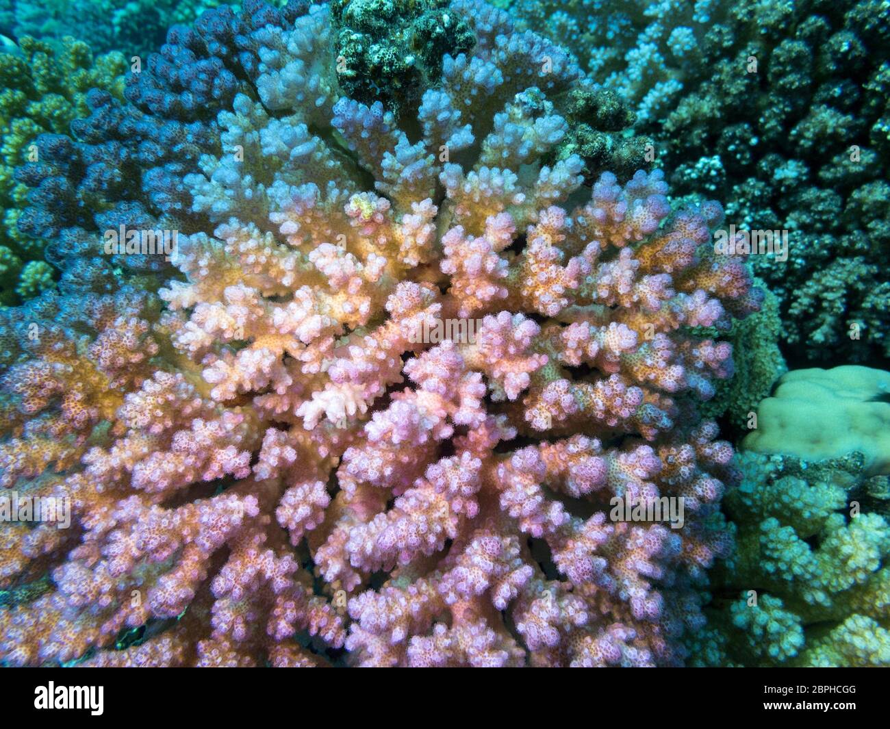 Colorful coral reef at the bottom of tropical sea, pink hard coral acropora, underwater landscape Stock Photo
