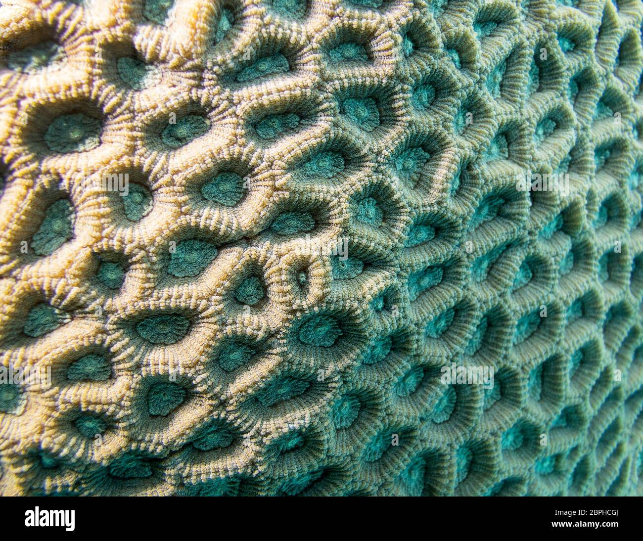 Colorful coral reef at the bottom of tropical sea, favia coral, close up, underwater landscape Stock Photo