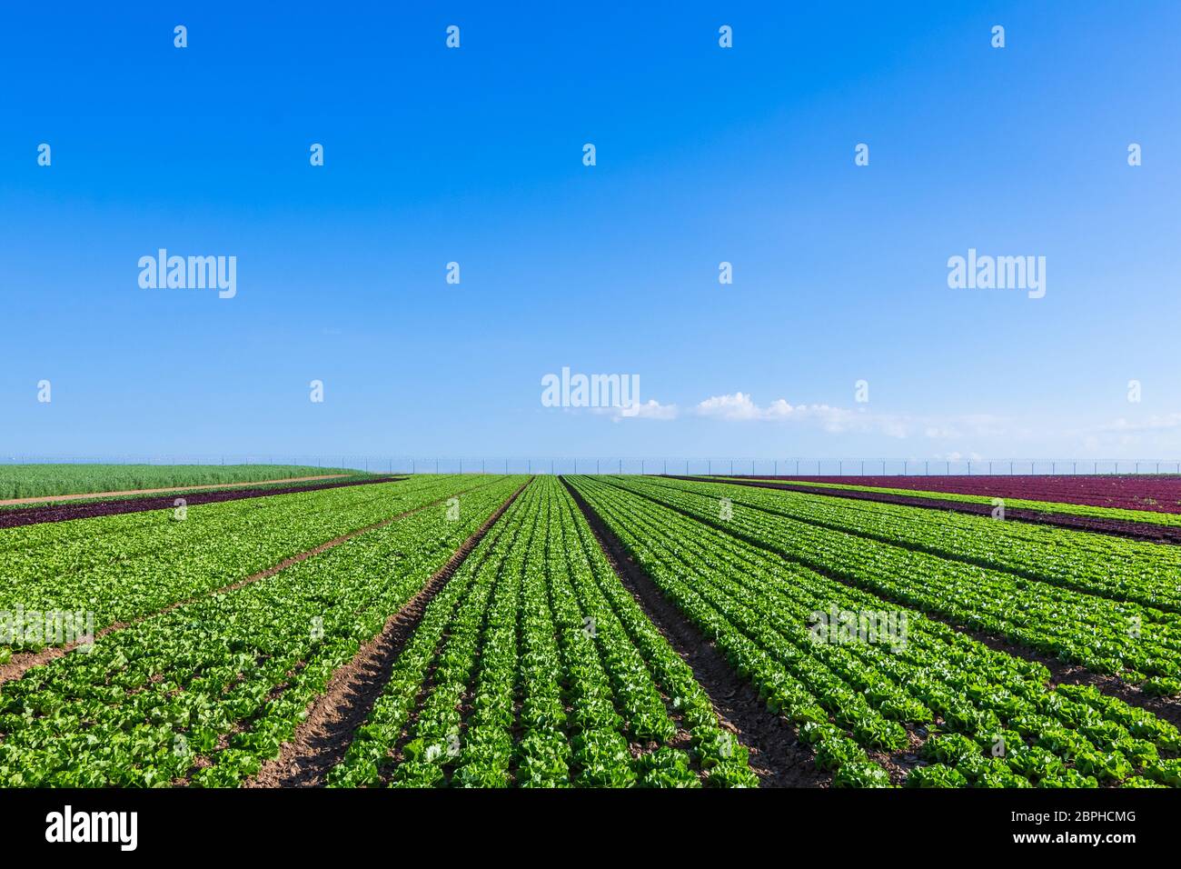 salat field with rows of fresh salat on a sunny day Stock Photo