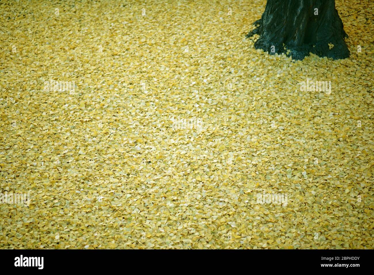 The fallen yellow leaves of the ginkgo tree in autumn Stock Photo - Alamy