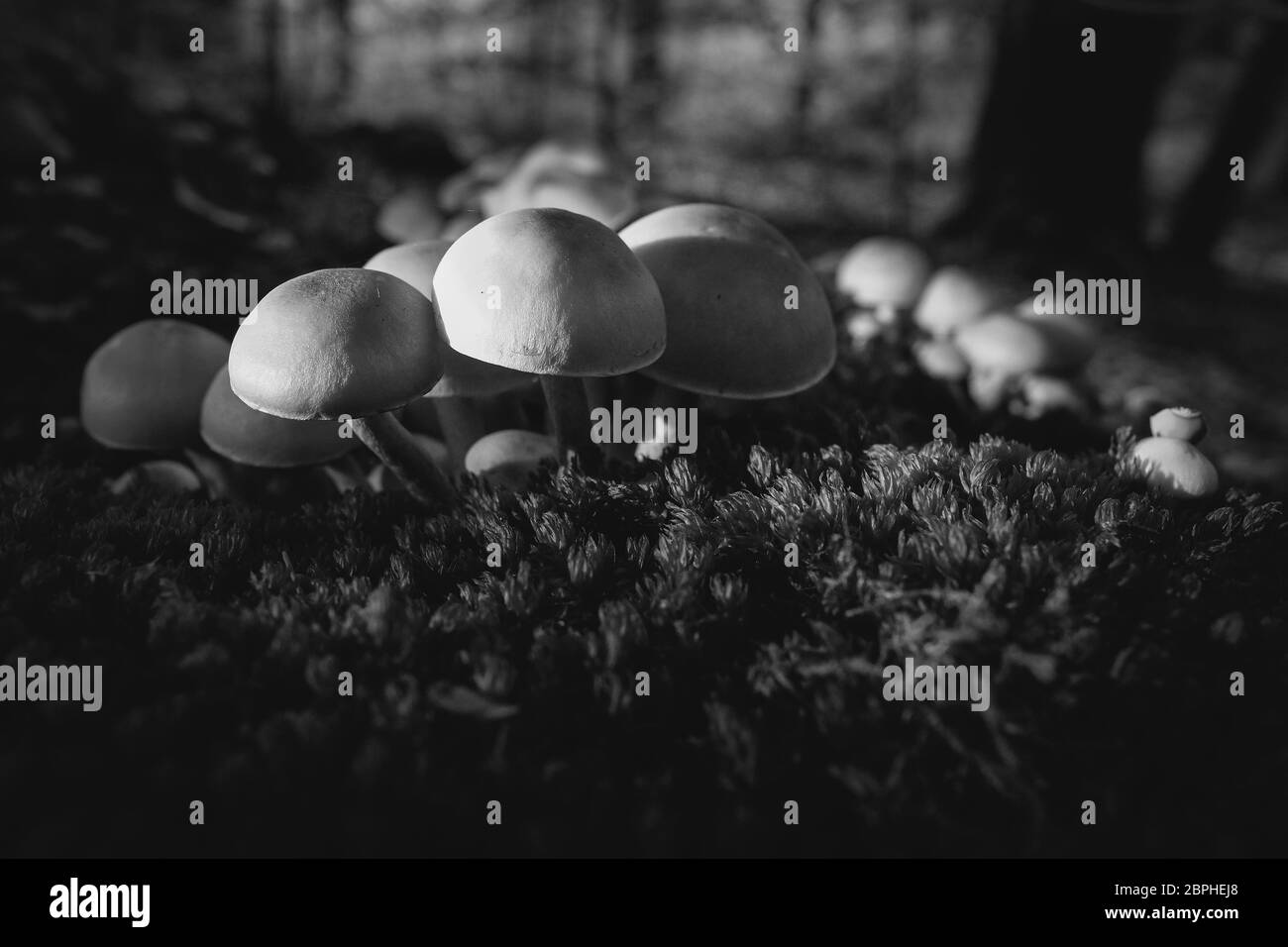 Aufnahme von Grünblättrige Schwefelköpfe auf moosbedekten Totholz - zum Thema Mykologie - Makroaufnahme - in schwarz weiß Stock Photo