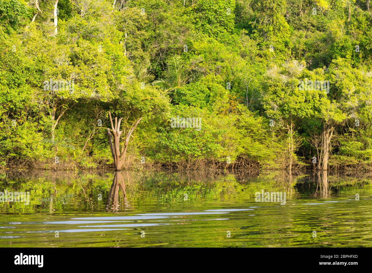 Panorama from Amazon rainforest, Brazilian wetland region. Navigable ...