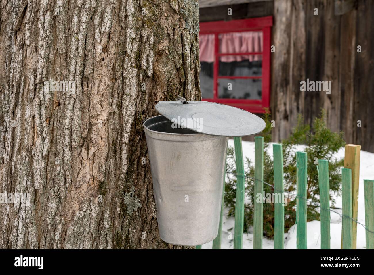Canada maple syrup hires stock photography and images Alamy
