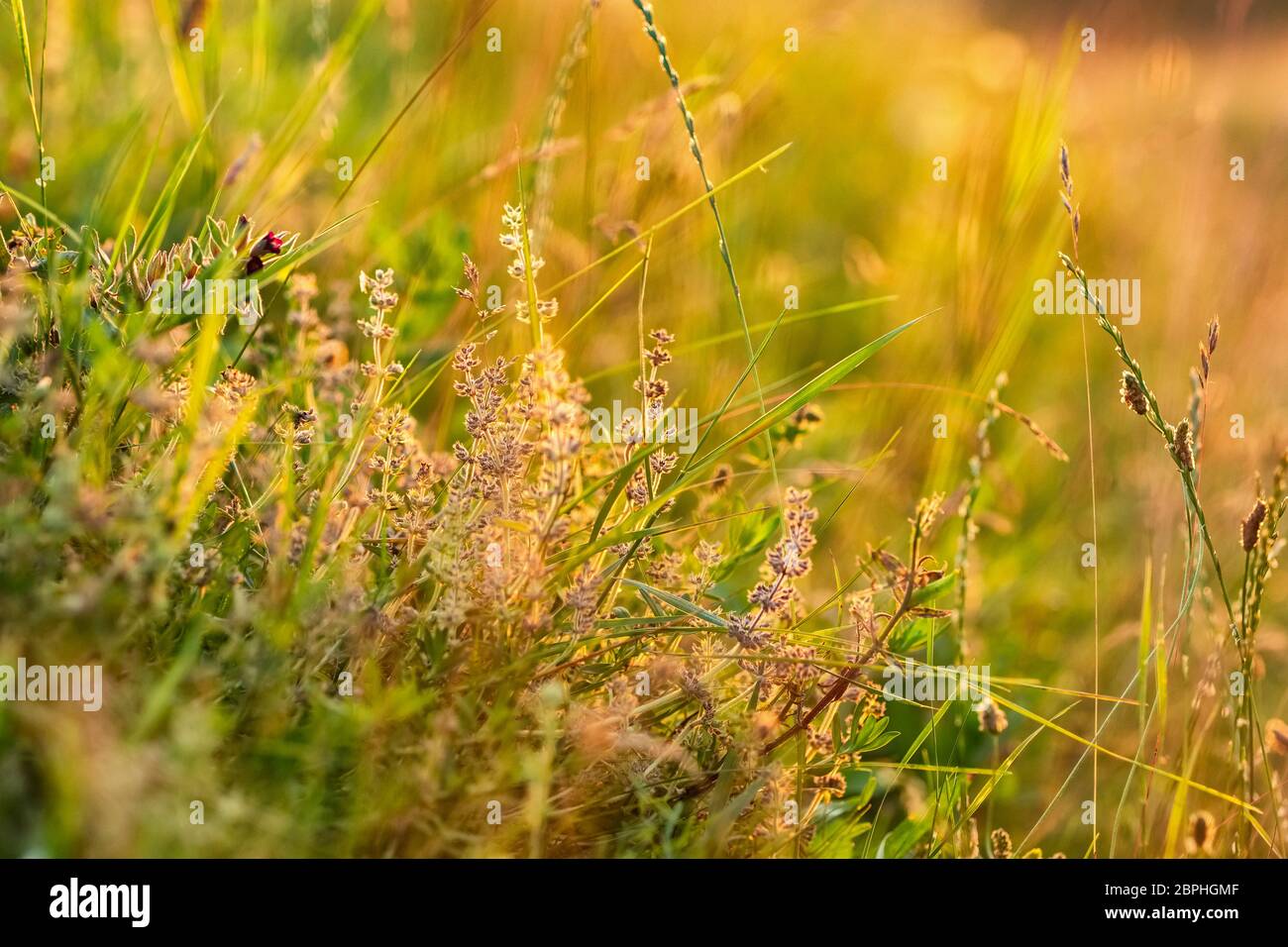 Beautiful close up ecology nature landscape with meadow at summer Stock Photo