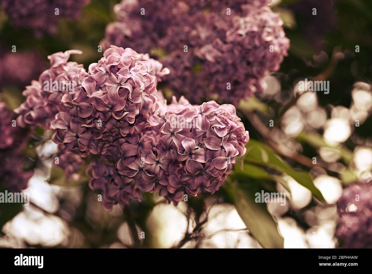 Lilac, syringa flower in closeup. Stock Photo