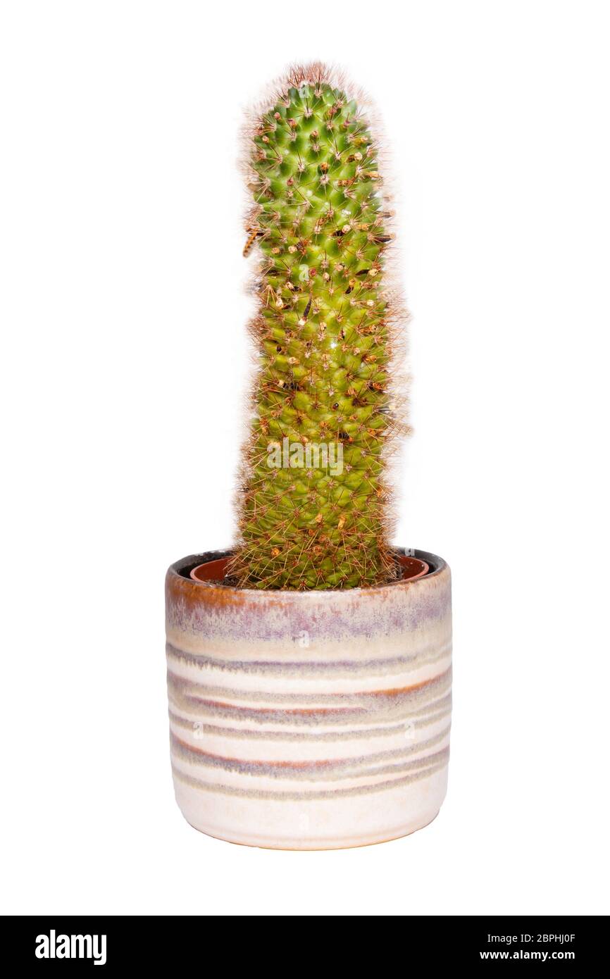 Cactus isolated. Close-up of cactus in a decorative ceramic pot. Macro of succulent isolated on a white background. Stock Photo