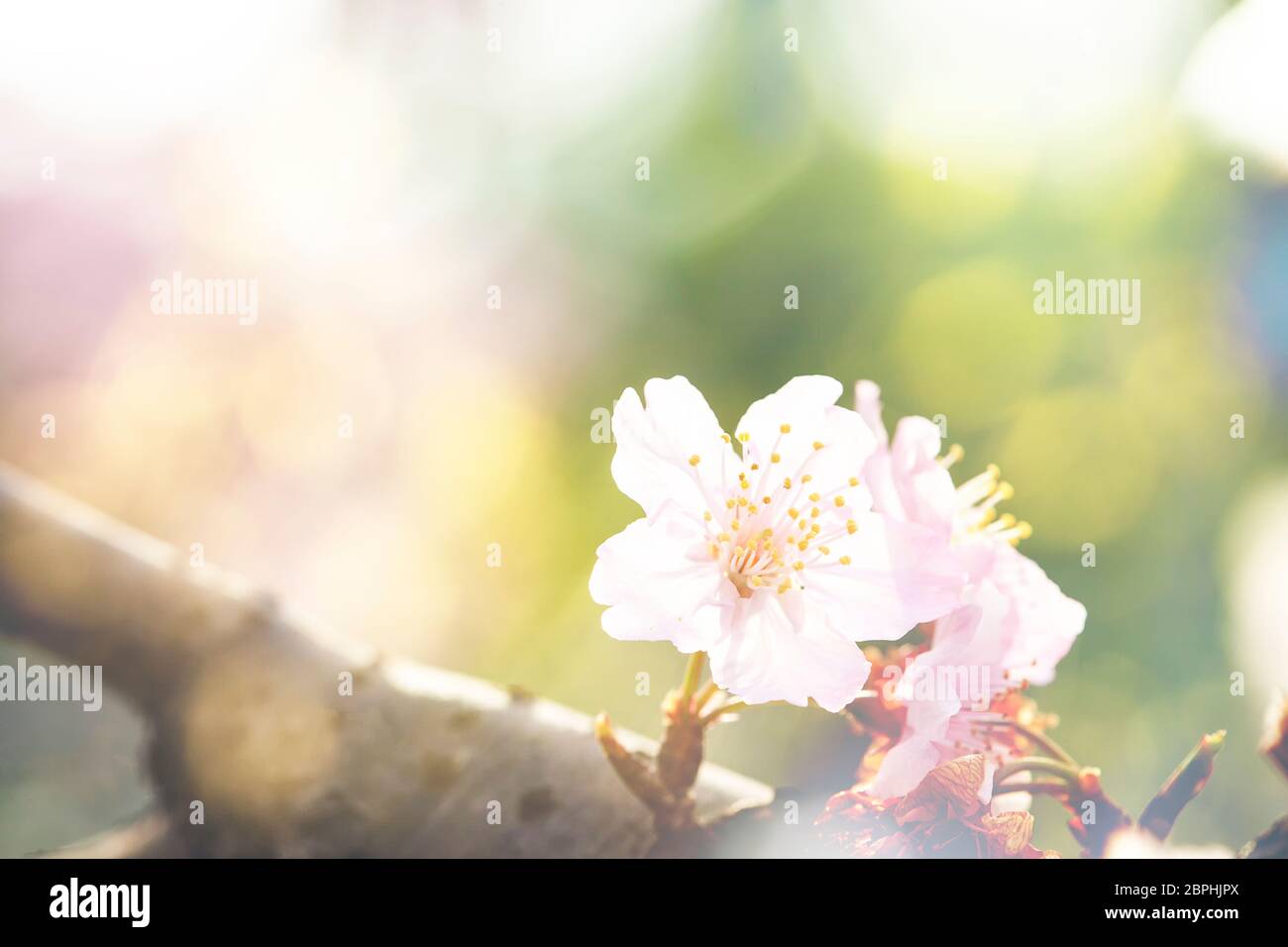 The Sakura Flower or Cherry Blossom With Beautiful Nature Background ...