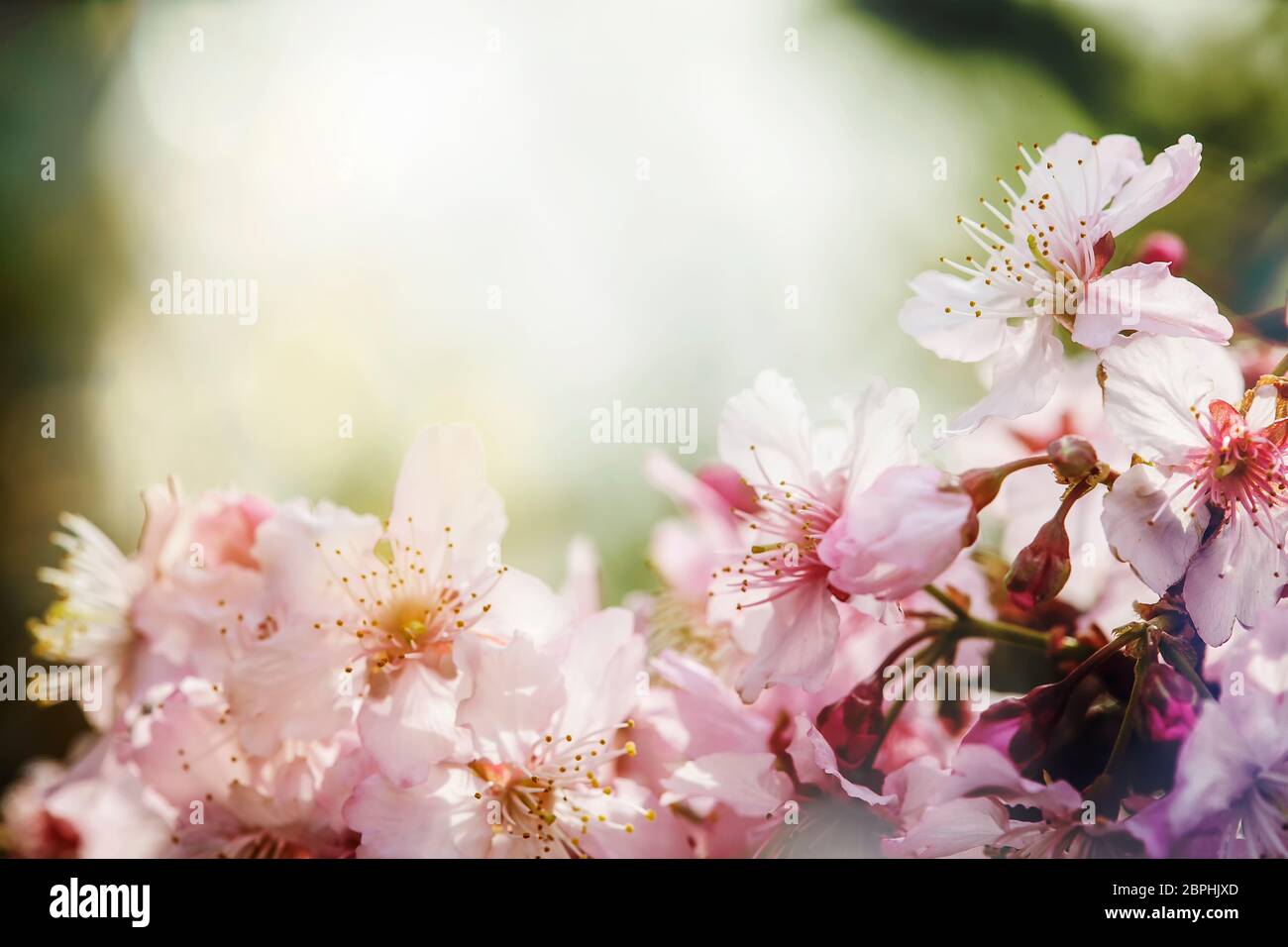The Sakura Flower or Cherry Blossom With Beautiful Nature Background ...