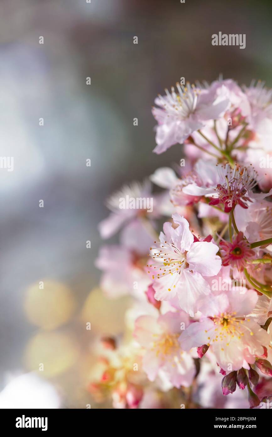 The Sakura Flower or Cherry Blossom With Beautiful Nature Background ...