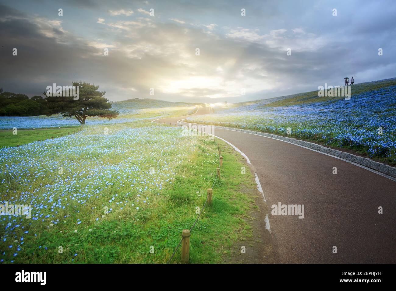 Nemophila japan hi-res stock photography and images - Alamy