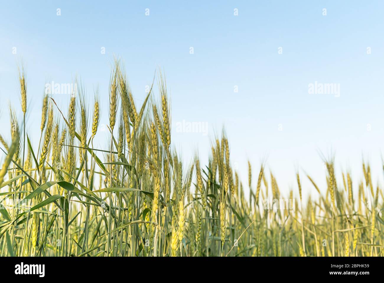 Barley grain hardy cereal that has coarse bristles extending from the