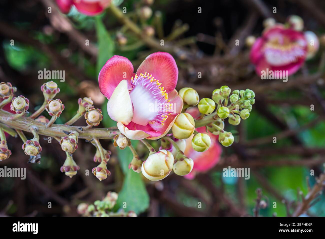 Close-up of Shorea robusta or Cannonball flower (Couroupita guianensis) on the tree Stock Photo