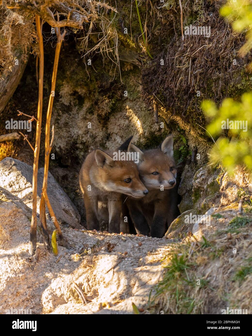 Red Fox cubs stood at the entrance of their den. Stock Photo