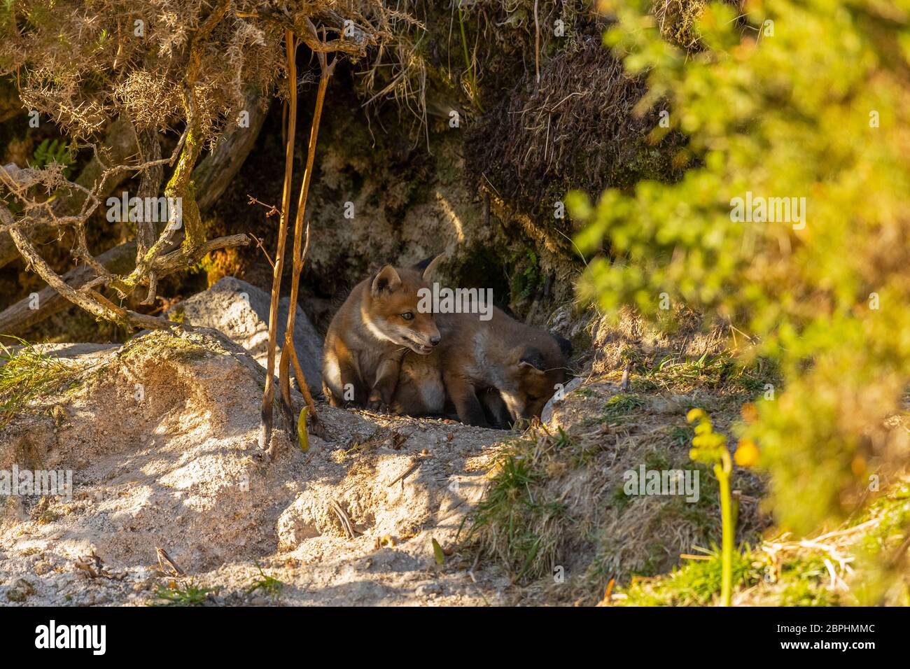 Red Fox cubs stood at the entrance of their den. Stock Photo