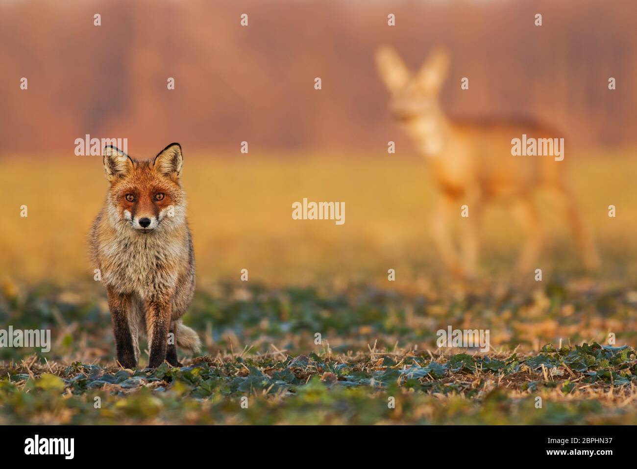 Male fox, vulpes vulpes, standing on the field and watching, roe deer, capreolus capreolus, doe walking in the background. Wildlife scenery with multi Stock Photo