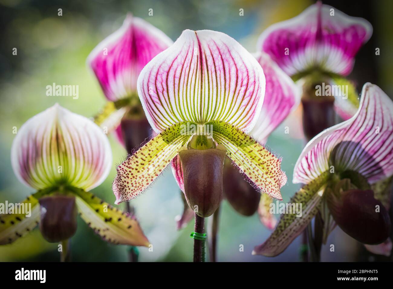 Close up Paphiopedilum of Orchid, or Lady slipper orchid Stock Photo