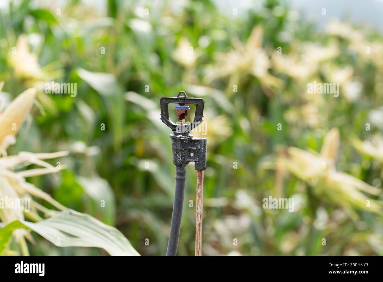 Sprinkler Watering a tree of Machine Automatic,Sprinkler in high tube
