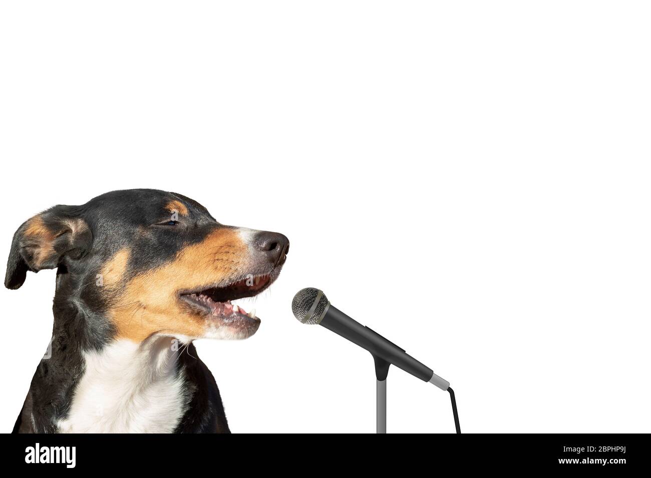 Appenzeller mountain dog isolated on white background singing with microphone Stock Photo