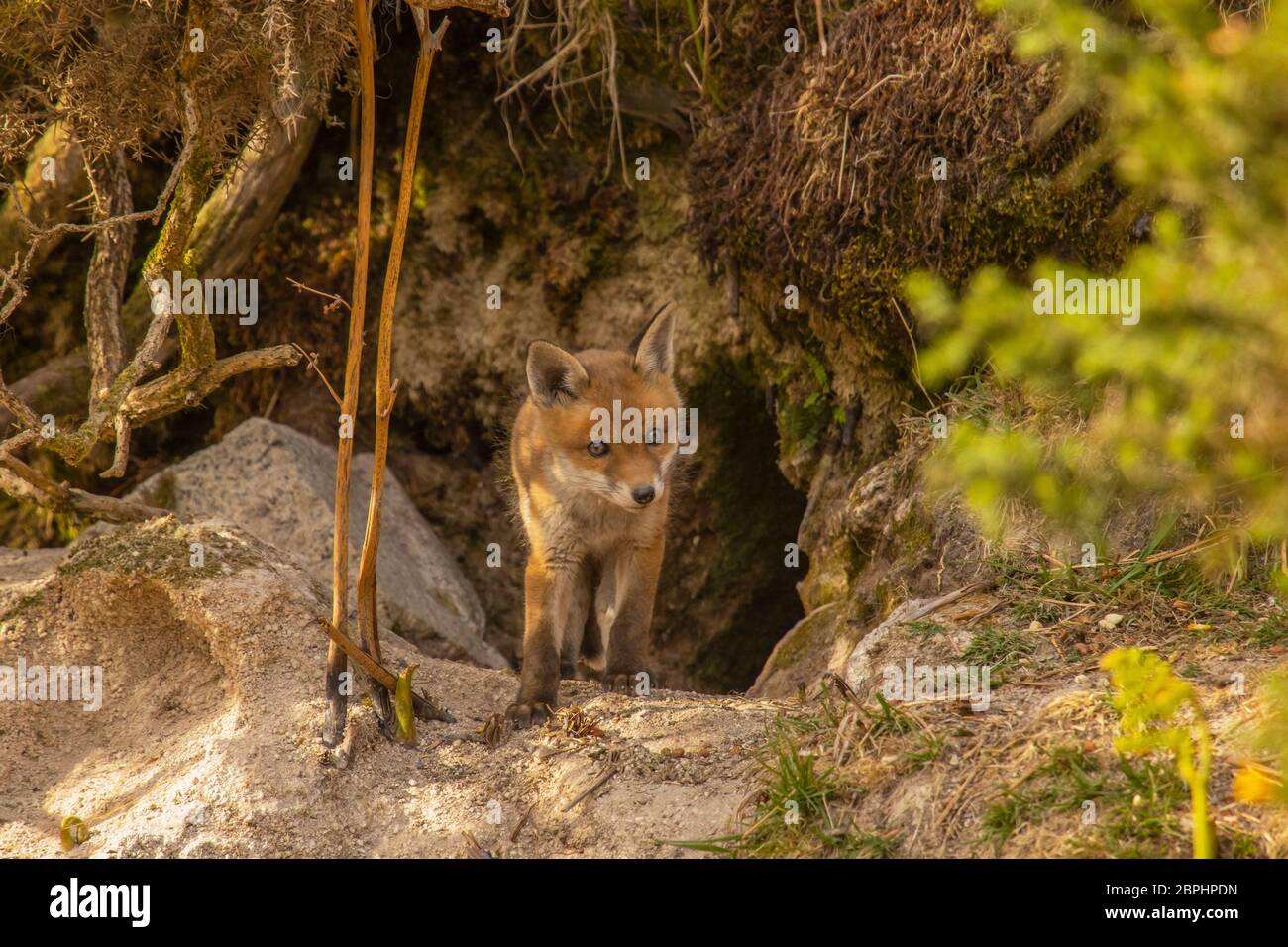 Red Fox cub stood at the entrance of their den Stock Photo - Alamy