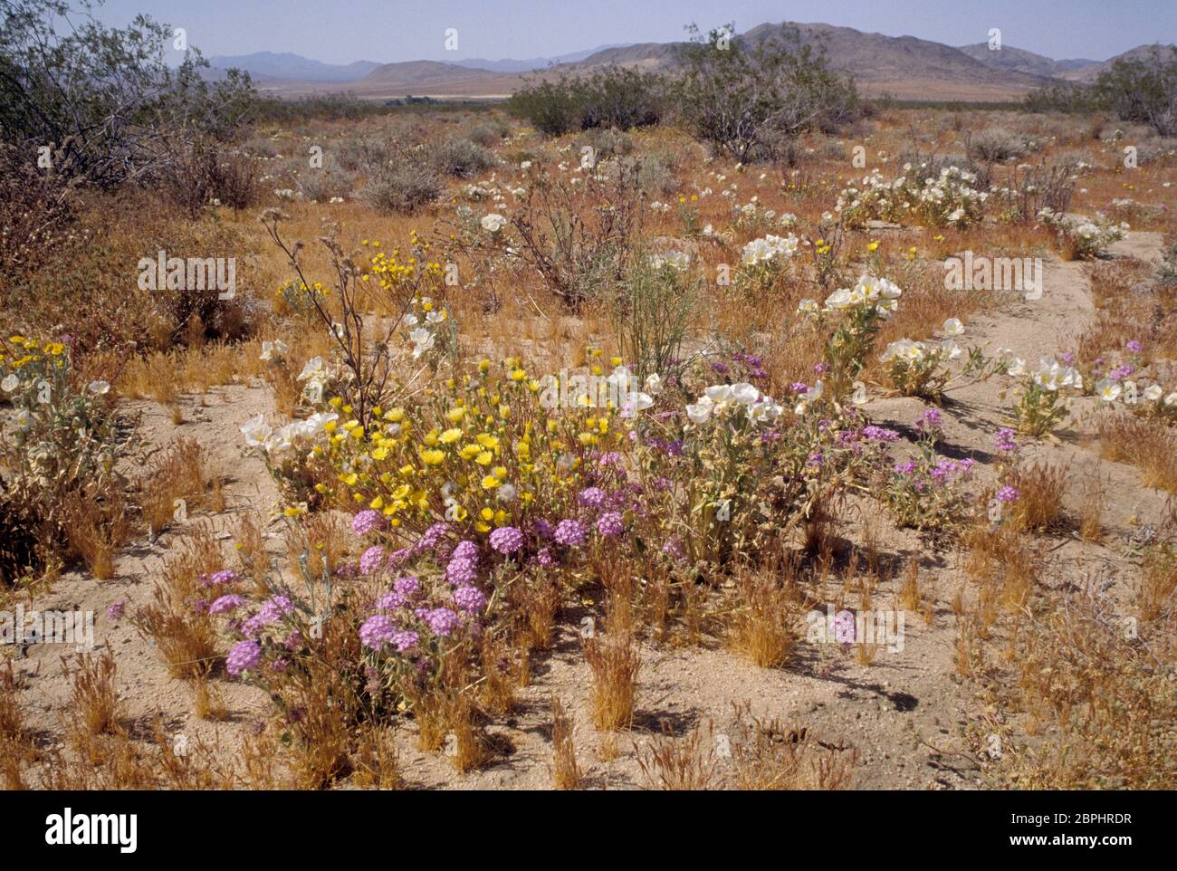 Sand Ridgecrest Sand verbena & desert dandelion, Ridgecrest District Bureau of Land ...