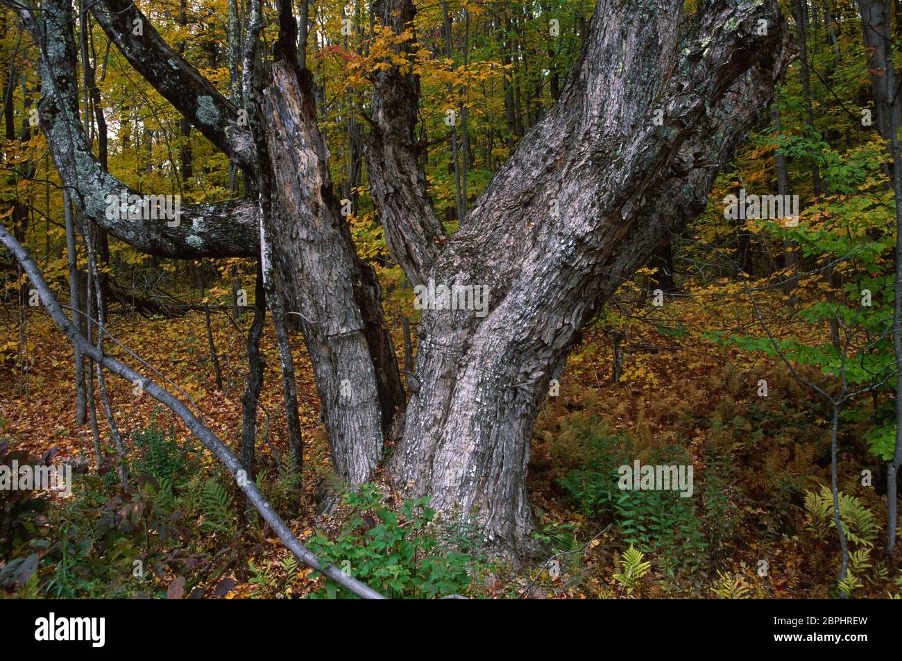 Autumn forest, Green Mountain National Forest, Vermont Stock Photo Alamy