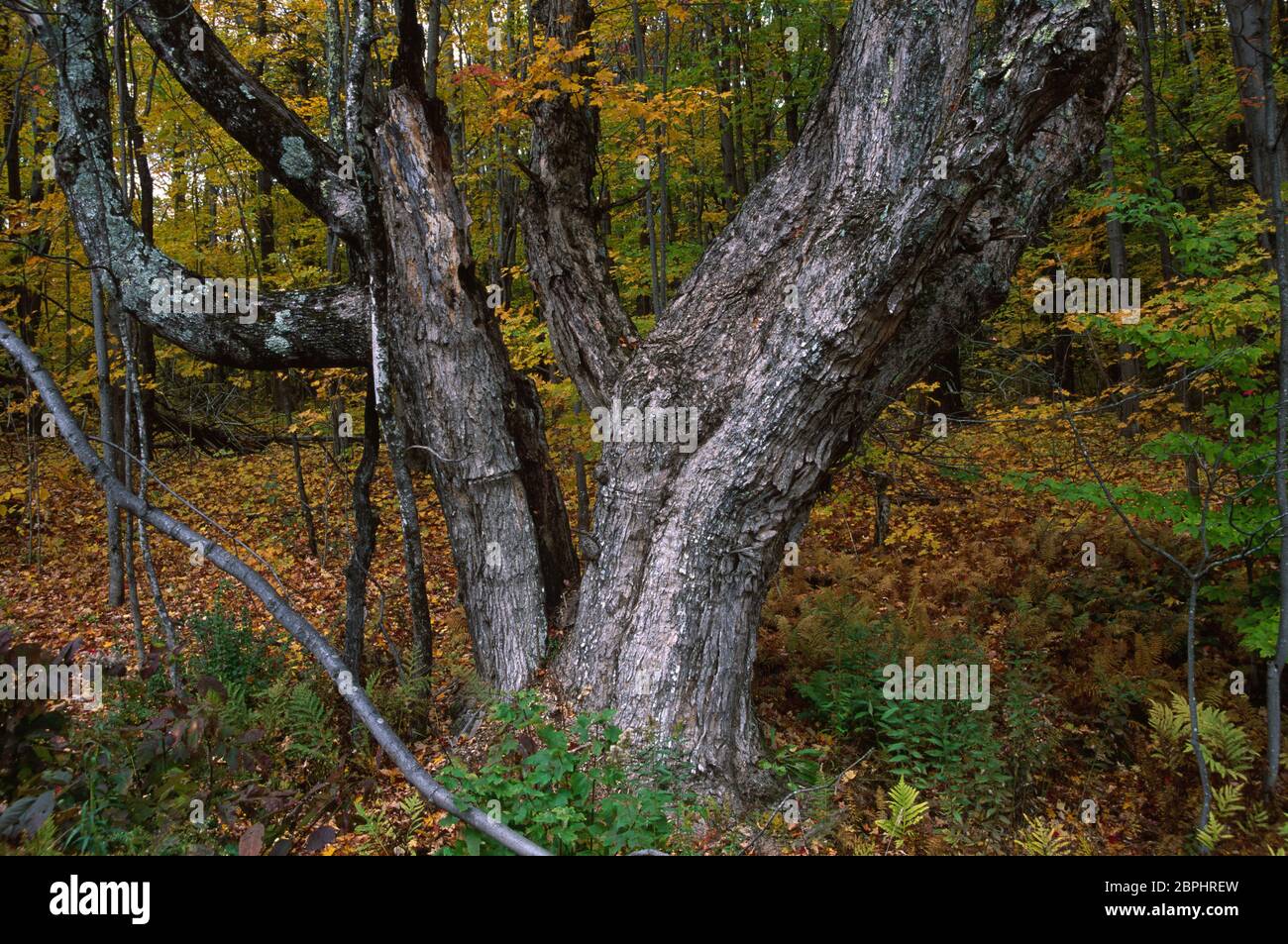 Autumn forest, Green Mountain National Forest, Vermont Stock Photo - Alamy