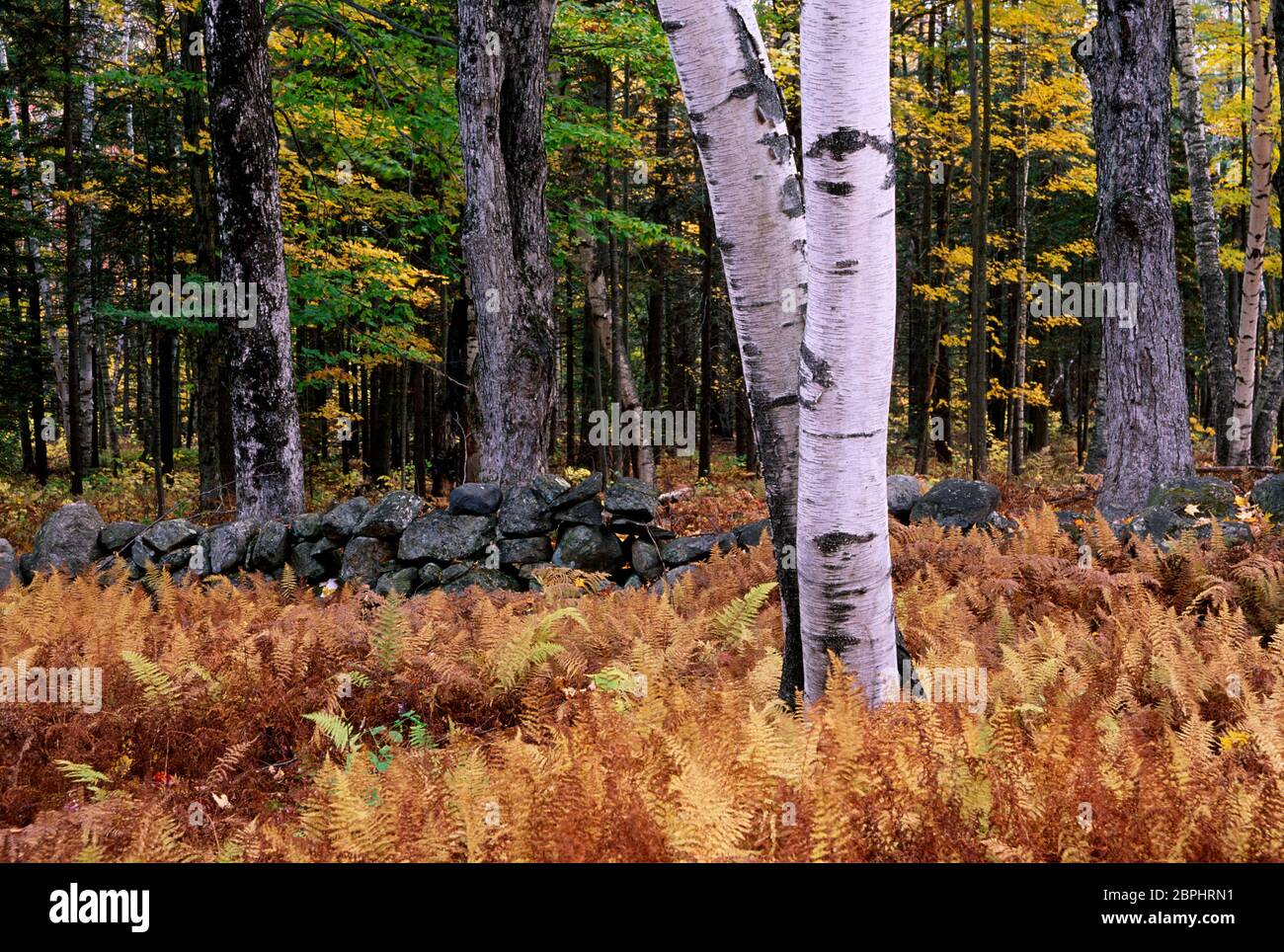 Birch in ferns, Green Mountain National Forest, Vermont Stock Photo Alamy