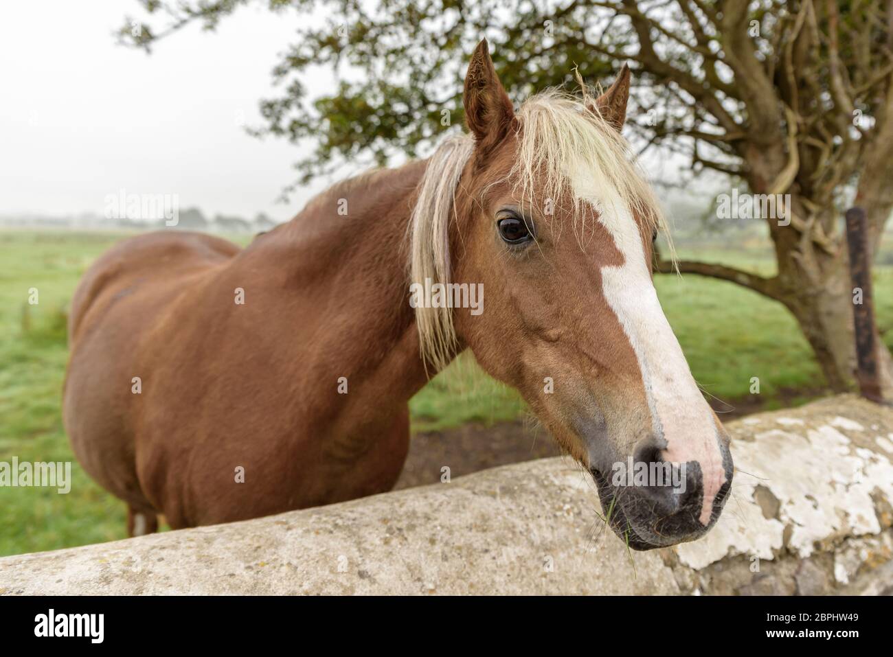 Close up of brown horse, with a light colored Stock Photo - Alamy